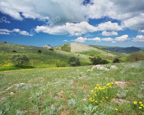 Preview: Yellow flowers in mountain meadow.