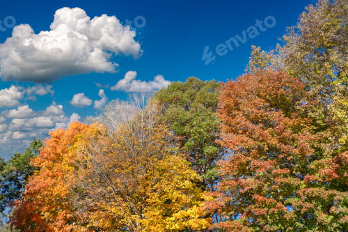 Preview: Autumn nature in North Carolina mountain woods