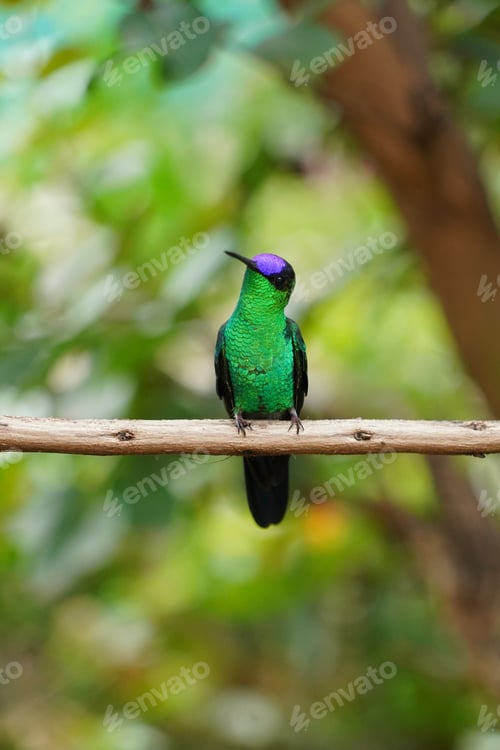 Preview: Beautiful hummingbird portrait