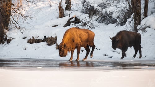 Preview: Two european bison crossing river in winter nature
