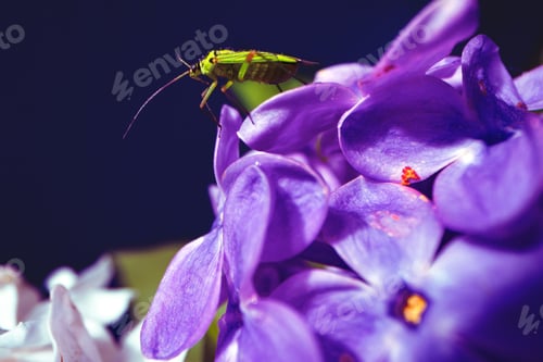 Preview: Macro image of spring lilac violet flowers