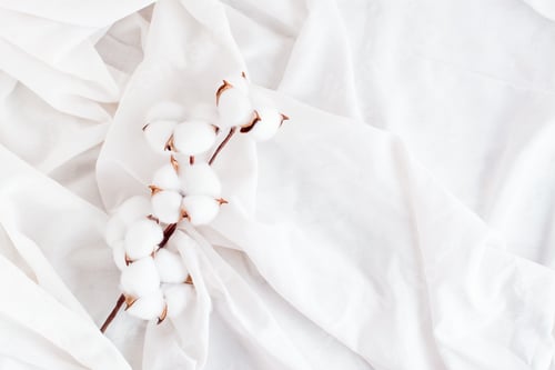 Preview: A branch of cotton on a white cloth. Concept white on white. Home interior. Top view
