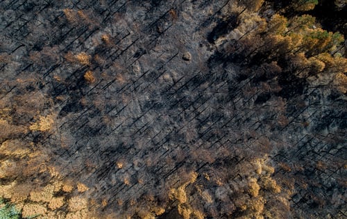 Preview: drone aerial view of a forest burnt by forest fire