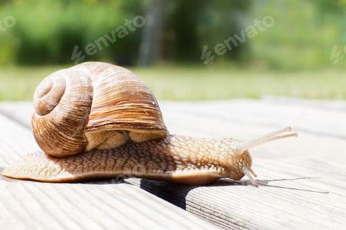 Preview: the snail crawls on a wooden background in the garden