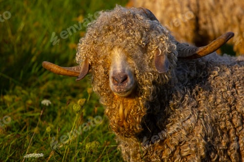 Preview: Angora goats grazing in the field