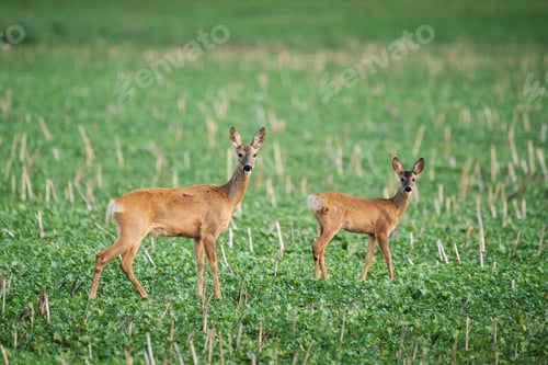Preview: Doe and fawn on the meadow