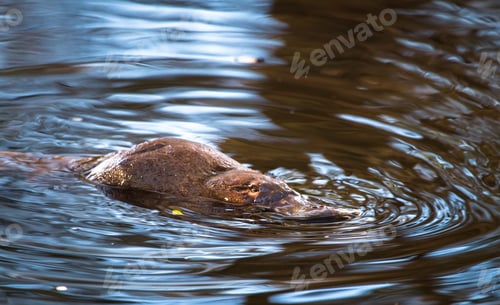Preview: Duck-billed Platypus in the Water in Tasmania
