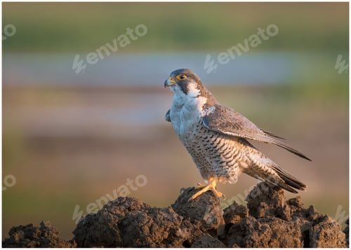 Preview: Peregrine falcon