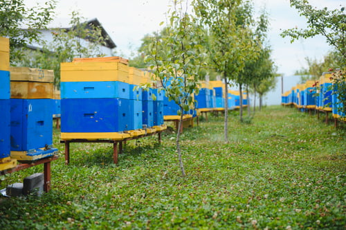 Preview: Hives in an apiary with bees flying to the landing boards. Apiculture