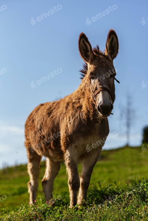Preview: portrait of a donkey