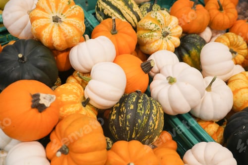 Preview: a lot of little pumpkin in a box
