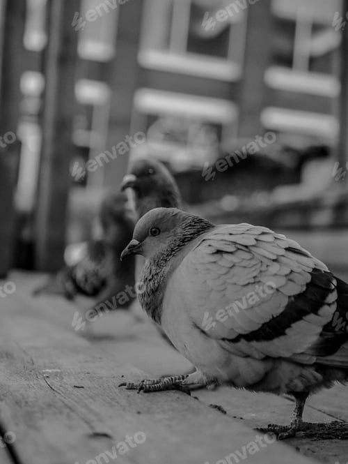 Preview: Group of pigeons perched on a wooden structure next to a brick-faced