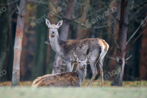 Preview: Red deer in autumn forest. Animal in nature habitat. Big mammal. Wildlife scene