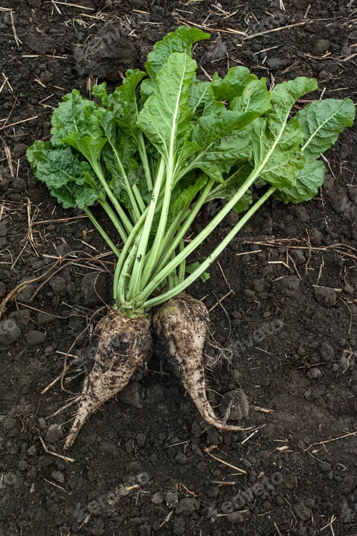 Preview: sugar beets close-up, lying on the ground of the earth, evaluation of the ripening of root crops