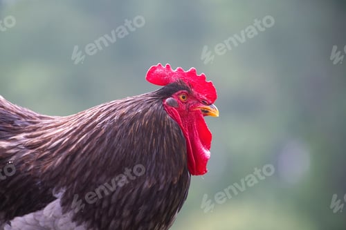 Preview: A proud rooster with a bright red comb struts confidently across a field