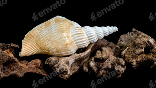 Preview: Ribbed strombus vittatus Seashell on Driftwood Background