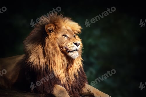 Preview: Southwest African Lion (Panthera leo bleyenberghi) - Angola Lion