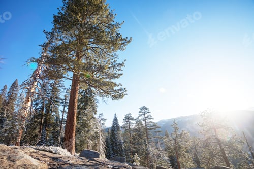 Preview: Yosemite