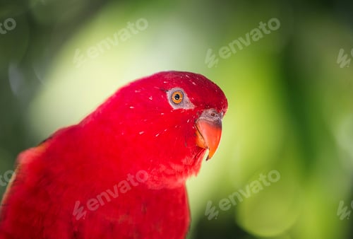 Preview: Red parrot