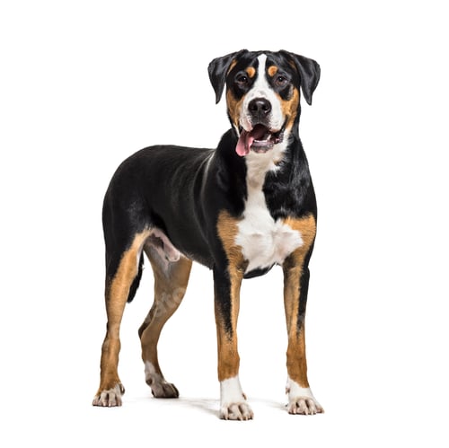 Preview: panting Greater Swiss Mountain Dog standing, Isolated