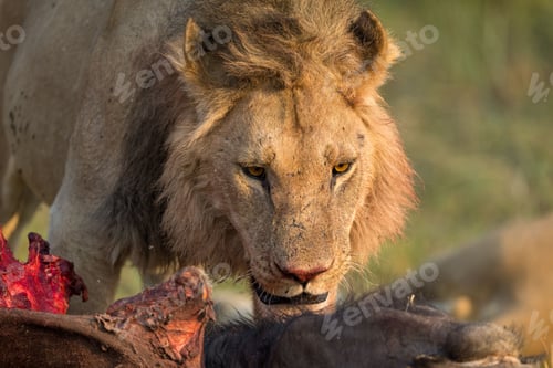 Preview: Lion is devouring a piece of freshly hunted animal meat in the African savannah of Botswana