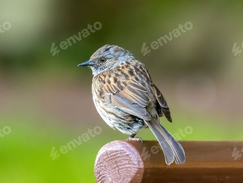 Preview: Small bird Dunnock perched atop a wooden bench in a sunny outdoor setting