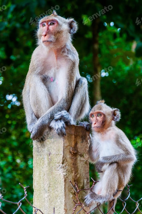 Preview: Vertical closeup shot of a mother and a baby monkey sitting on a concrete fence in a jungle