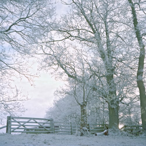 Preview: Snow-covered field and trees