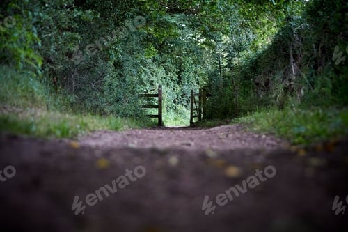 Preview: Beautiful view of a road in the middle of the forest surrounded by nature and fences