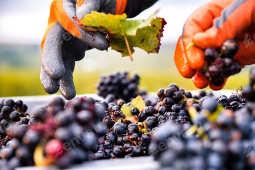 Preview: Selective focus shot of workers' hands in gloves sorting harvested grapes
