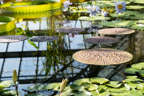 Preview: Glasshouse with tropical Victoria amazonica, giant water lily and aquatic plants.