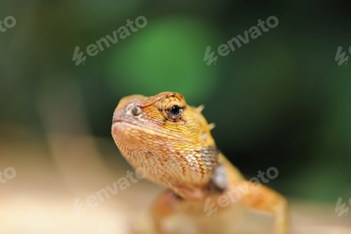 Preview: Wild lizard