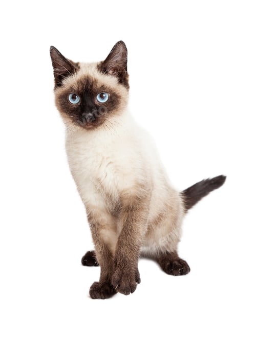 Preview: Siamese Kitten Lifting Paw Looking Forward