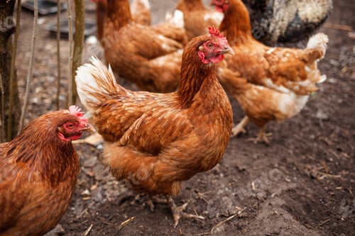 Preview: Red chickens on the farm yard lifestyle image. Farming house keeping. Animal farm. Chicken.