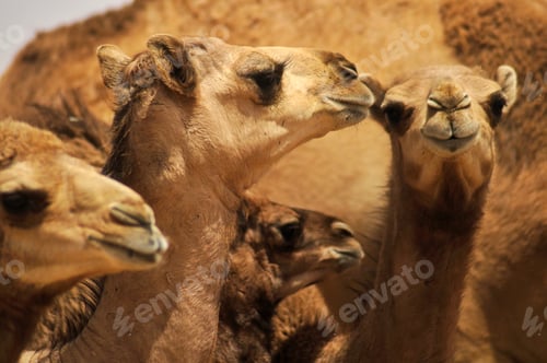 Preview: Young camels hanging out together in the desert wilderness