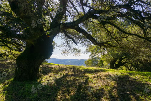 Preview: Large oak tree providing shade, Sugarloaf Ridge State park, Sonoma County, California