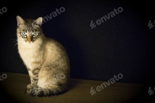 Preview: Wide shot of a cute grey cat sitting up staring at the camera with a black background