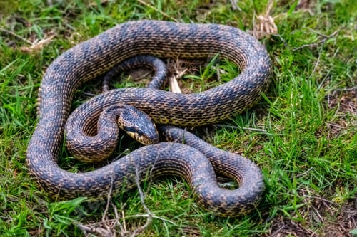 Preview: Close-up of blotched snake or Elaphe sauromates in grass