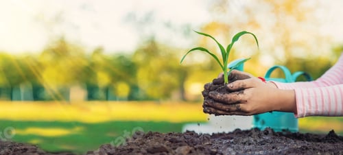 Preview: The child is planting a plant in the garden. Selective focus.