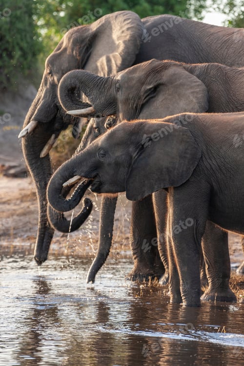 Preview: African Elephants - Botswana