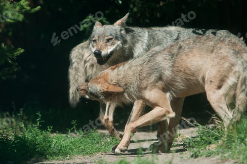 Preview: Band of Timber Wolf (Canis lupus)