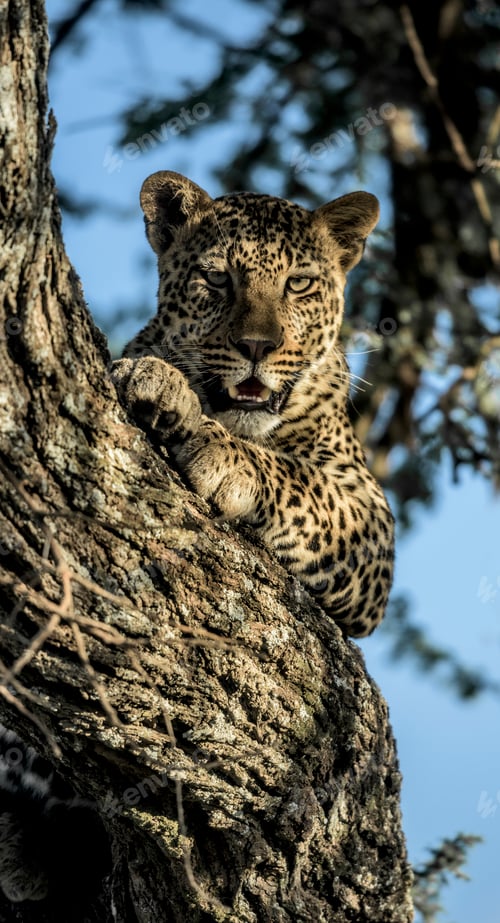 Preview: Cheetah resting on a tree in Serengeti National Park