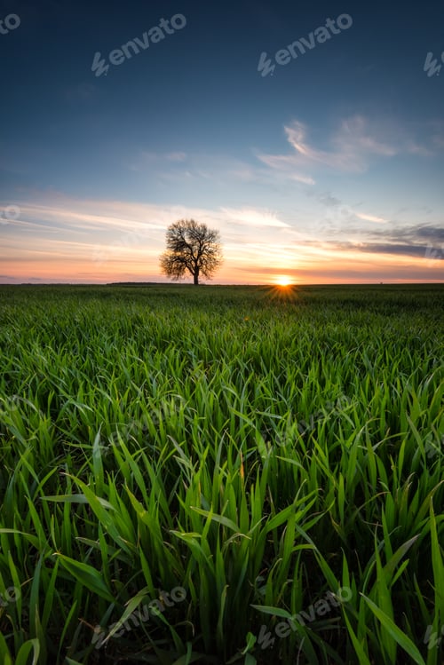 Preview: Tree in a field