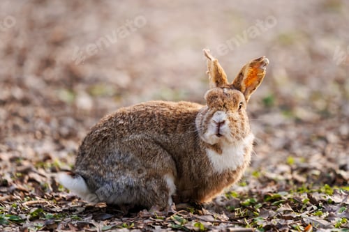 Preview: Wild Rabbit Resting Peacefully on Mossy Ground in Soft Natural Light Outdoors.