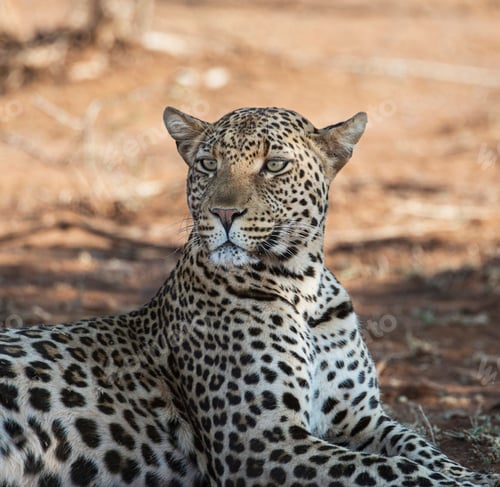 Preview: A Beautiful Wildlife in the World in pictures