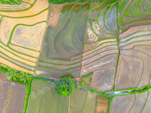 Preview: Beautiful morning view indonesia Panorama Landscape paddy fields