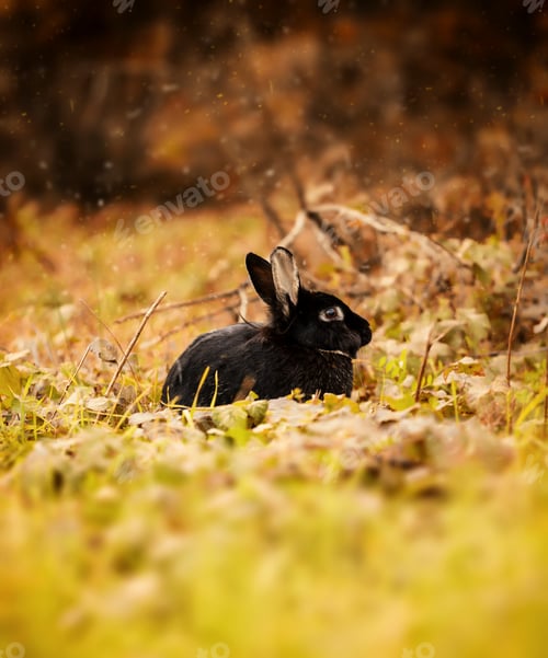 Preview: Black Rabbit in autumn