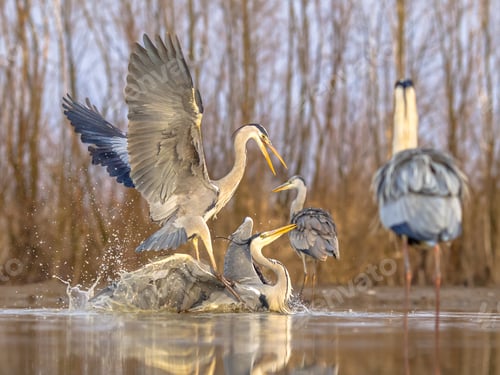 Preview: Two Grey herons fighting
