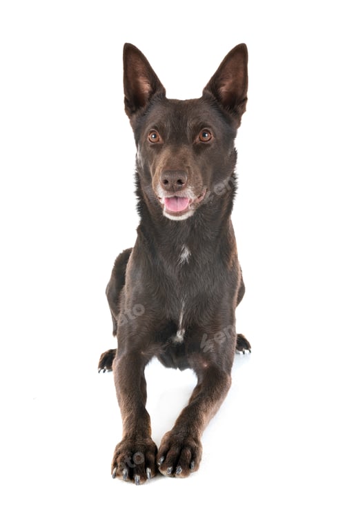 Preview: Australian Kelpie in studio