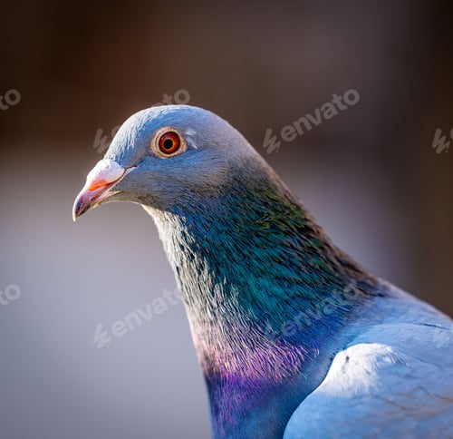 Preview: Close-up of a pigeon with iridescent plumage against a blurred background